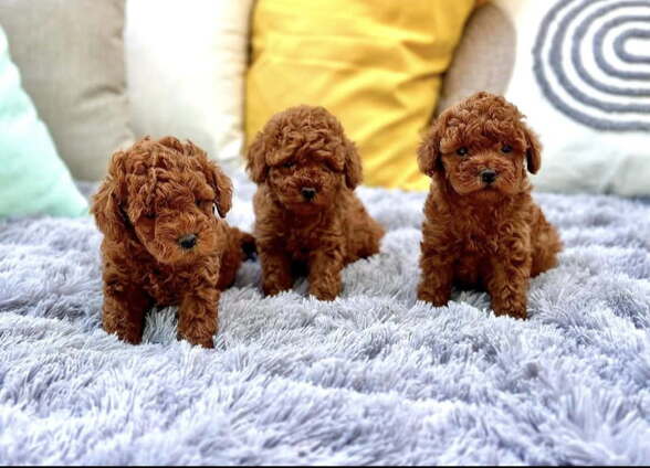 Nuostabūs žaislinių pudelių šuniukai