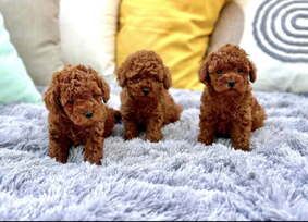 Nuostabūs žaislinių pudelių šuniukai