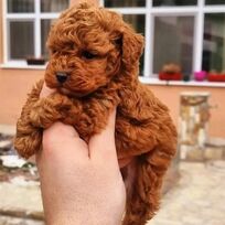 Nuostabūs žaislinių pudelių šuniukai