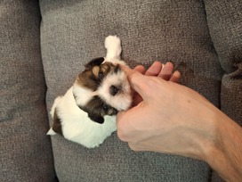 Idealūs grynaveisliai Ši Cu veislės šuniukai