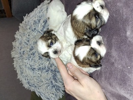 Idealūs grynaveisliai Ši Cu veislės šuniukai