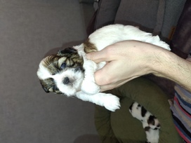 Idealūs grynaveisliai Ši Cu veislės šuniukai