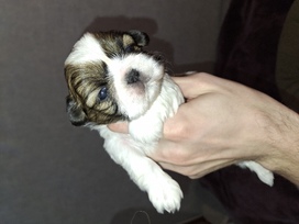 Idealūs grynaveisliai Ši Cu veislės šuniukai