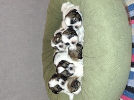 Idealūs grynaveisliai Ši Cu veislės šuniukai