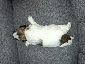 Idealūs grynaveisliai Ši Cu veislės šuniukai