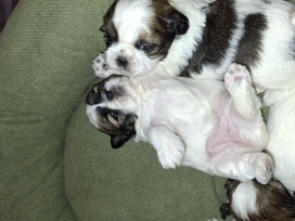 Idealūs grynaveisliai Ši Cu veislės šuniukai