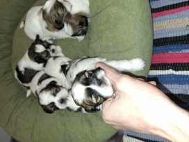 Idealūs grynaveisliai Ši Cu veislės šuniukai