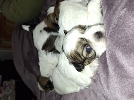 Idealūs grynaveisliai Ši Cu veislės šuniukai