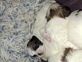 Idealūs grynaveisliai Ši Cu veislės šuniukai