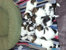 Idealūs grynaveisliai Ši Cu veislės šuniukai