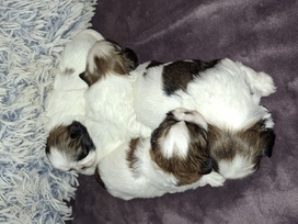 Idealūs grynaveisliai Ši Cu veislės šuniukai