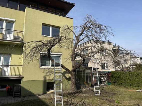 Vaismedžių genėjimas