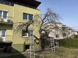 Vaismedžių genėjimas