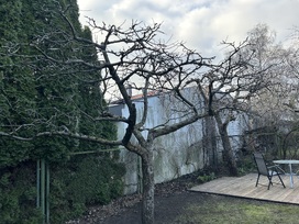 Vaismedžių genėjimas