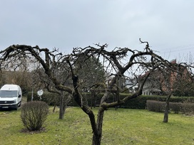 Vaismedžių genėjimas