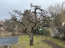 Vaismedžių genėjimas