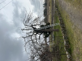 Vaismedžių genėjimas