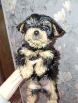 Grynaveisliai Jorkšyro terjero šuniukai