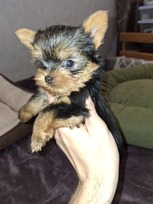 Grynaveisliai Jorkšyro terjero šuniukai