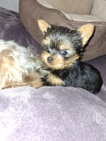 Grynaveisliai Jorkšyro terjero šuniukai