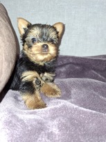 Grynaveisliai Jorkšyro terjero šuniukai