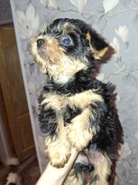 Grynaveisliai Jorkšyro terjero šuniukai