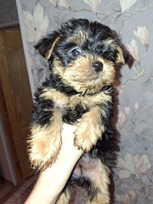 Grynaveisliai Jorkšyro terjero šuniukai