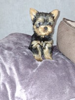 Grynaveisliai Jorkšyro terjero šuniukai