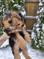Grynaveisliai Jorkšyro terjero šuniukai