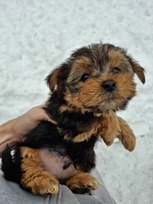 Grynaveisliai Jorkšyro terjero šuniukai