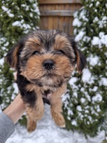 Grynaveisliai Jorkšyro terjero šuniukai