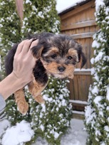 Grynaveisliai Jorkšyro terjero šuniukai