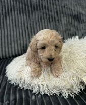 „Maltipoo“ veislės šuniukai yra puikūs kompanionai: