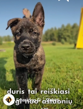 SmartPup šuniukų dresūros kursas pradedantiems.🟡