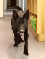 Veterinariniai vizitai be streso – komfortiška ir rūpestinga priežiūra jūsų augintiniui!