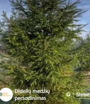 Didelių medžių pardavimas ir persodinimas – greitas būdas sukurti žalią ir jaukią aplinką!