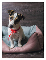 Natural Derma Pet – profesionali gyvūnų kosmetika šunims ir katėms