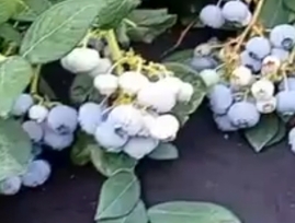Mastaičių Vaisiai Ir Daržovės – švieži, natūralūs ir tiesiai iš ūkio!