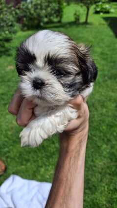 Grynakraujai Shih Tzu šuniukai
