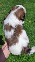 Grynakraujai Shih Tzu šuniukai