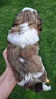 Grynakraujai Shih Tzu šuniukai