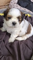 Grynakraujai Shih Tzu šuniukai