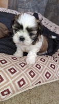 Grynakraujai Shih Tzu šuniukai
