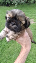 Grynakraujai Shih Tzu šuniukai