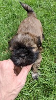 Grynakraujai Shih Tzu šuniukai
