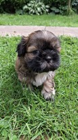 Grynakraujai Shih Tzu šuniukai