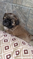 Grynakraujai Shih Tzu šuniukai
