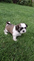 Grynakraujai Shih Tzu šuniukai