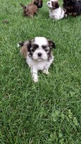 Grynakraujai Shih Tzu šuniukai