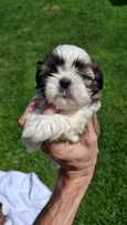 Grynakraujai Shih Tzu šuniukai